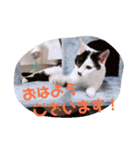 コタローの日常③（個別スタンプ：13）