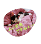 コタローの日常③（個別スタンプ：21）