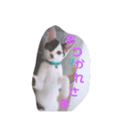 コタローの日常③（個別スタンプ：24）