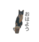 たわしそスタンプ（個別スタンプ：3）