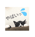 たわしそスタンプ（個別スタンプ：4）