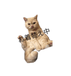 かるびくんの日常（個別スタンプ：2）
