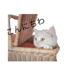 かるびくんの日常（個別スタンプ：7）