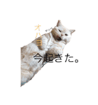 かるびくんの日常（個別スタンプ：8）