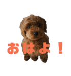 トイプーすたんぷ（個別スタンプ：1）