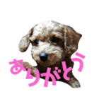 トイプーすたんぷ（個別スタンプ：2）