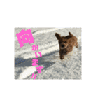 トイプーすたんぷ（個別スタンプ：5）