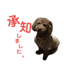 トイプーすたんぷ（個別スタンプ：7）