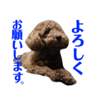 トイプーすたんぷ（個別スタンプ：8）