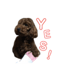 トイプーすたんぷ（個別スタンプ：9）
