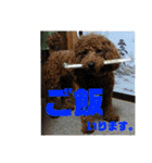 トイプーすたんぷ（個別スタンプ：11）