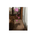 トイプーすたんぷ（個別スタンプ：12）