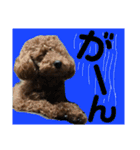 トイプーすたんぷ（個別スタンプ：14）