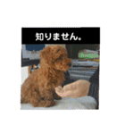 トイプーすたんぷ（個別スタンプ：15）