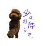 トイプーすたんぷ（個別スタンプ：16）