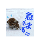 トイプーすたんぷ（個別スタンプ：19）