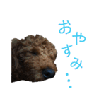 トイプーすたんぷ（個別スタンプ：20）