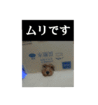 トイプーすたんぷ（個別スタンプ：24）