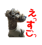 トイプーすたんぷ（個別スタンプ：25）