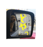 トイプーすたんぷ（個別スタンプ：30）