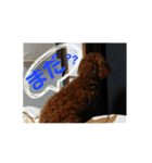 トイプーすたんぷ（個別スタンプ：34）