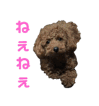 トイプーすたんぷ（個別スタンプ：35）