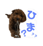トイプーすたんぷ（個別スタンプ：36）