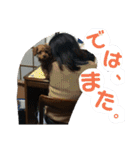 トイプーすたんぷ（個別スタンプ：38）