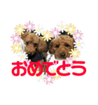 トイプーすたんぷ（個別スタンプ：40）