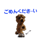 ノーフォークテリア うり3（個別スタンプ：1）