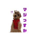 ノーフォークテリア うり3（個別スタンプ：8）
