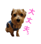 ノーフォークテリア うり3（個別スタンプ：10）