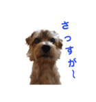 ノーフォークテリア うり3（個別スタンプ：11）