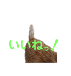ノーフォークテリア うり3（個別スタンプ：14）