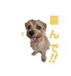 ノーフォークテリア うり3（個別スタンプ：16）