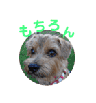 ノーフォークテリア うり3（個別スタンプ：17）