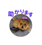 ノーフォークテリア うり3（個別スタンプ：19）