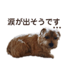 ノーフォークテリア うり3（個別スタンプ：23）