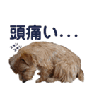 ノーフォークテリア うり3（個別スタンプ：30）