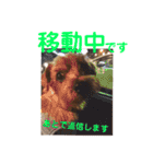 ノーフォークテリア うり3（個別スタンプ：35）