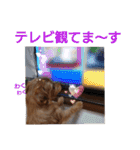 ノーフォークテリア うり3（個別スタンプ：36）
