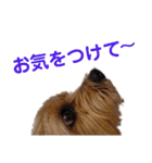 ノーフォークテリア うり3（個別スタンプ：38）