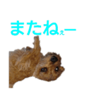 ノーフォークテリア うり3（個別スタンプ：39）