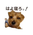 ノーフォークテリア うり3（個別スタンプ：40）