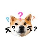 柴犬お豆2（個別スタンプ：1）
