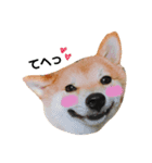 柴犬お豆2（個別スタンプ：2）