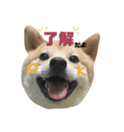 柴犬お豆2（個別スタンプ：3）