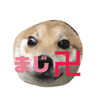 柴犬お豆2（個別スタンプ：4）
