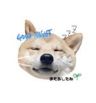 柴犬お豆2（個別スタンプ：5）