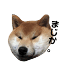柴犬お豆2（個別スタンプ：6）